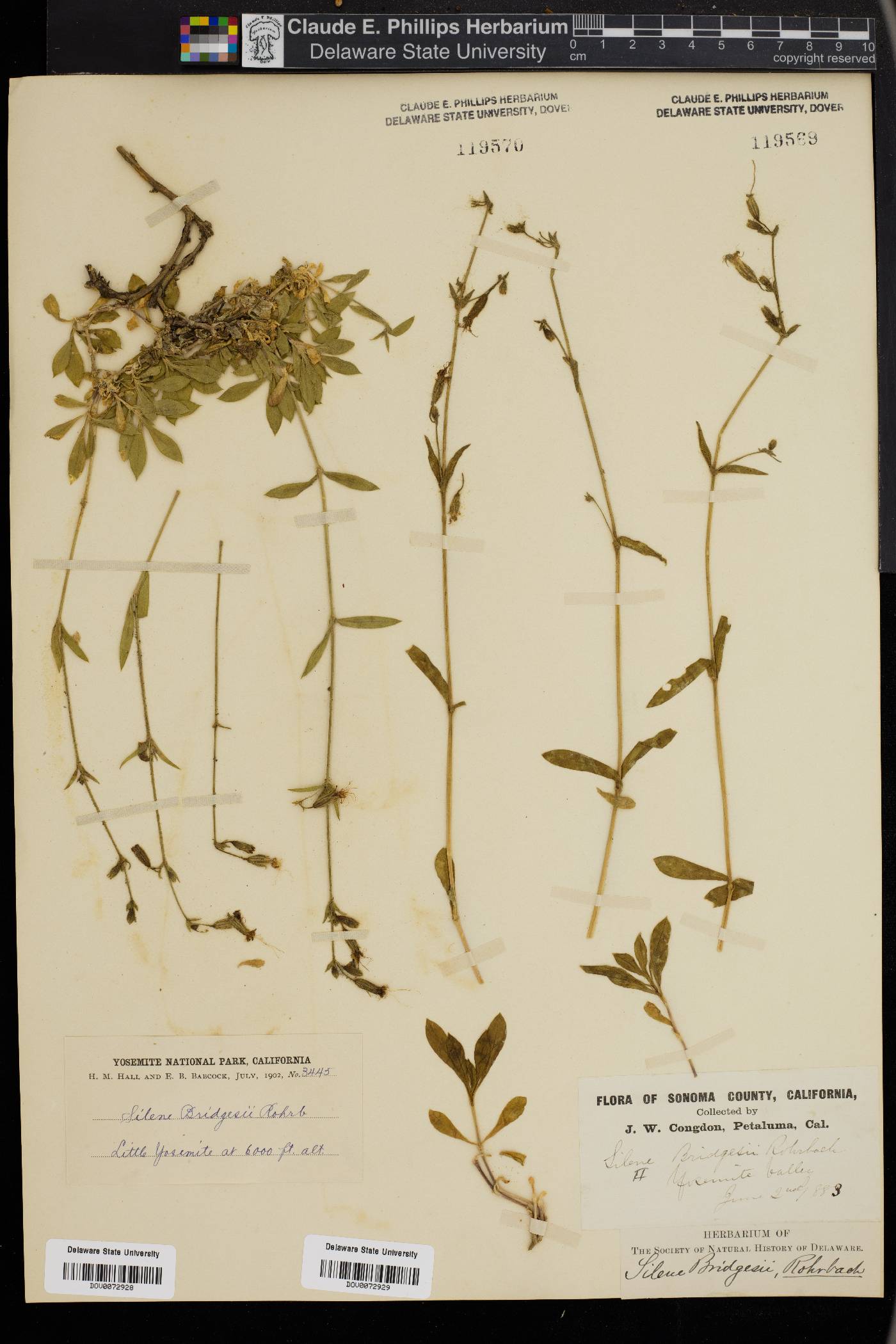 Silene bridgesii image