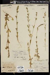 Silene gallica image