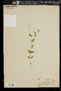 Moehringia lateriflora image