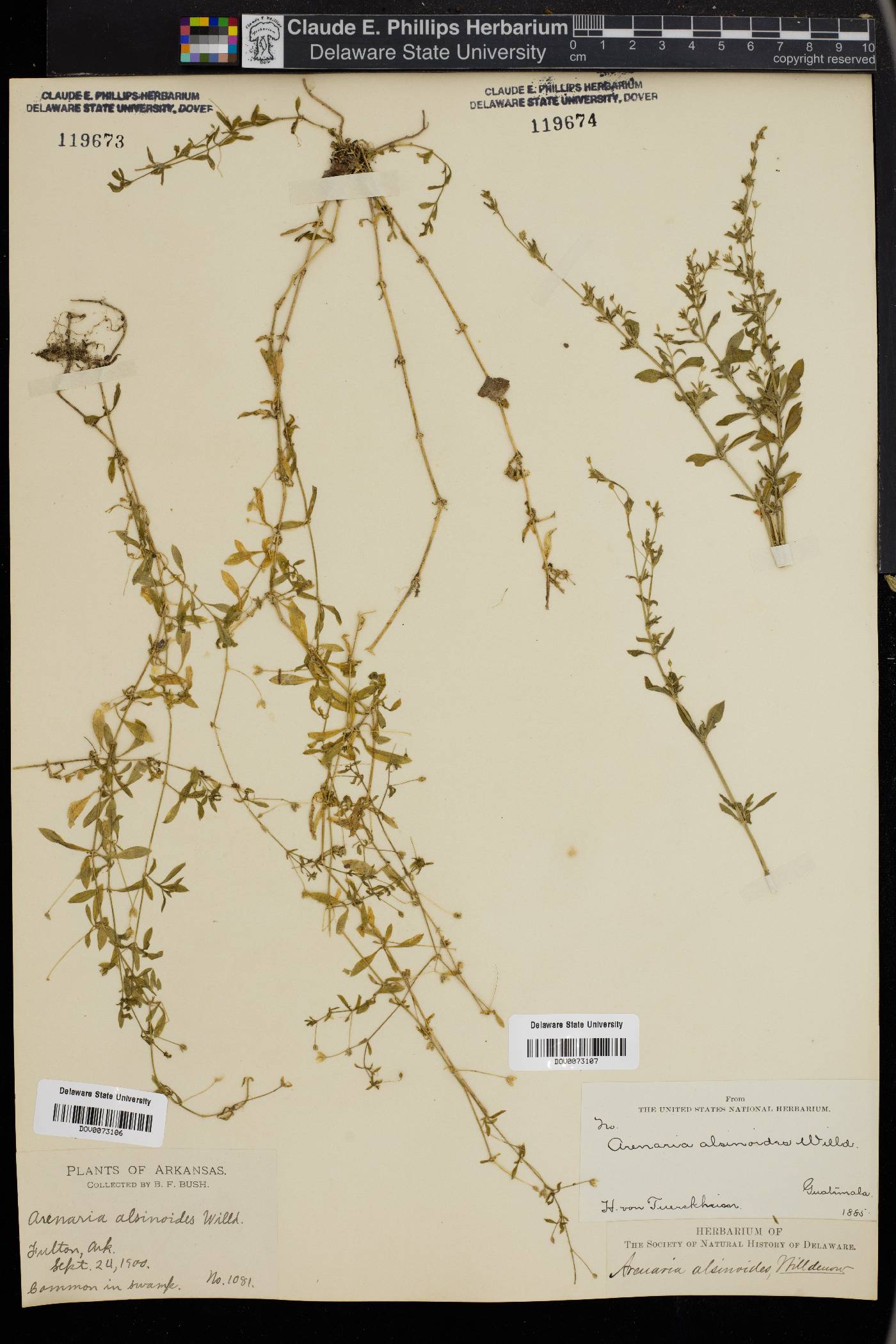 Arenaria alsinoides image