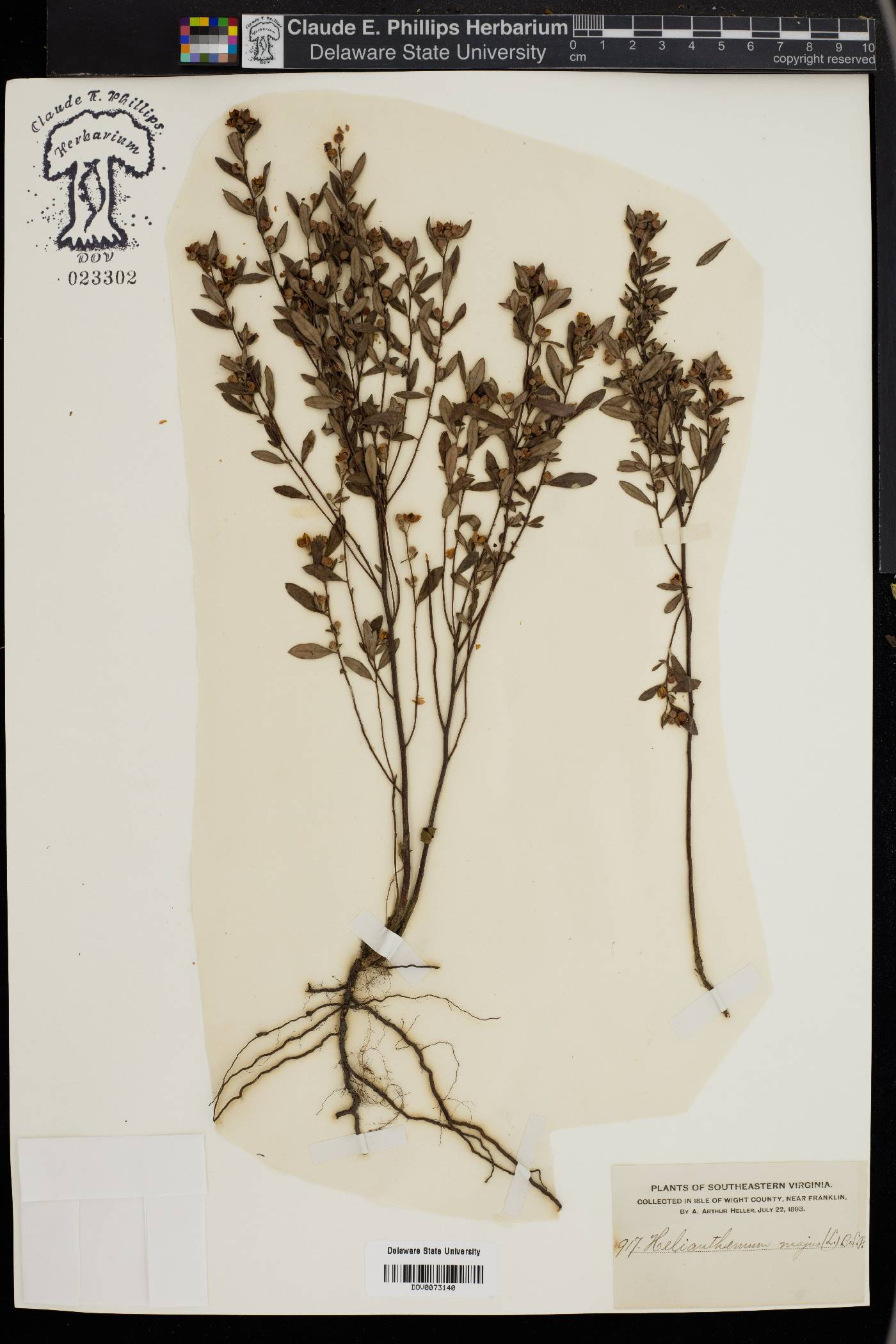 Helianthemum majus image