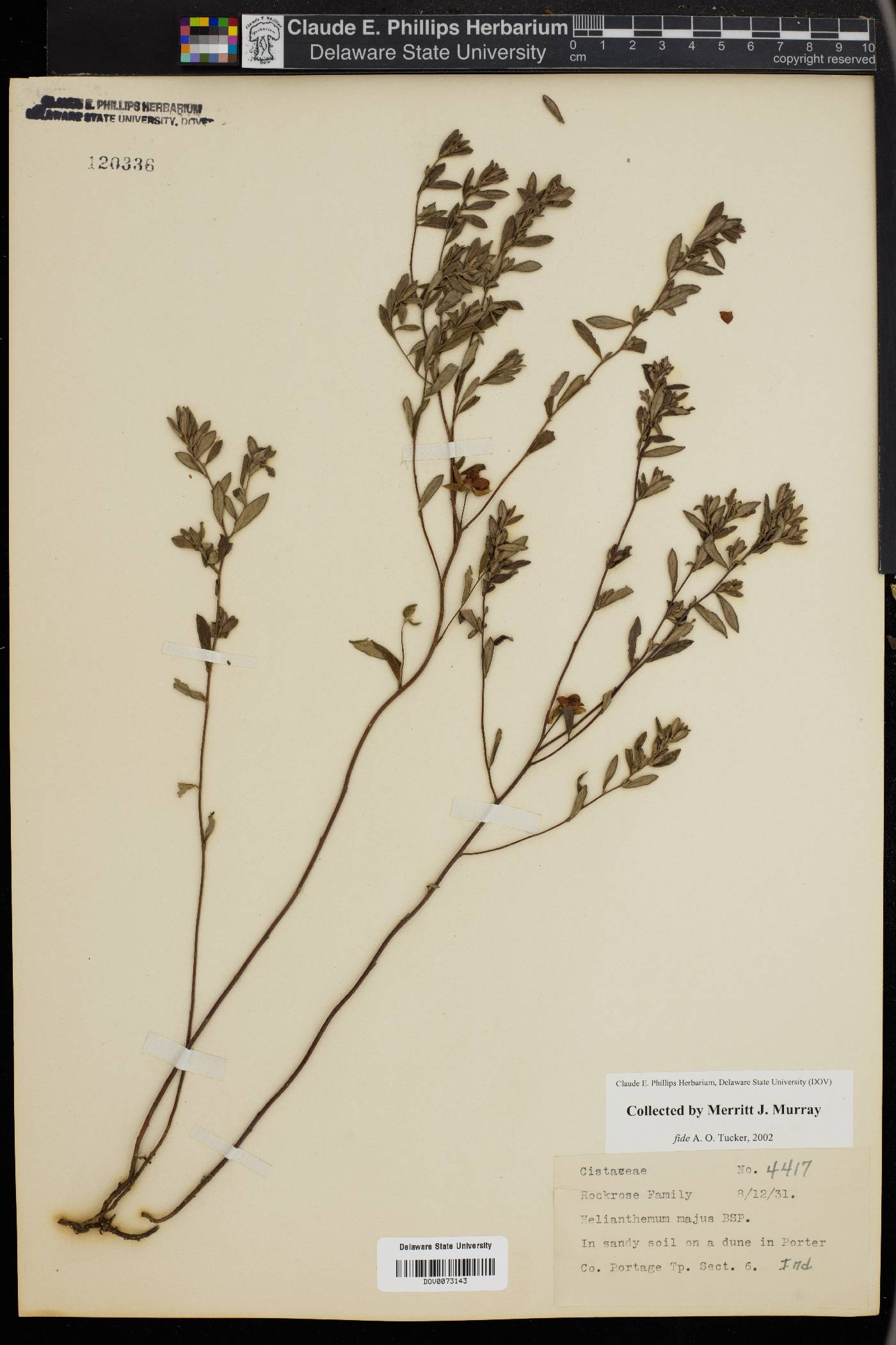 Helianthemum majus image