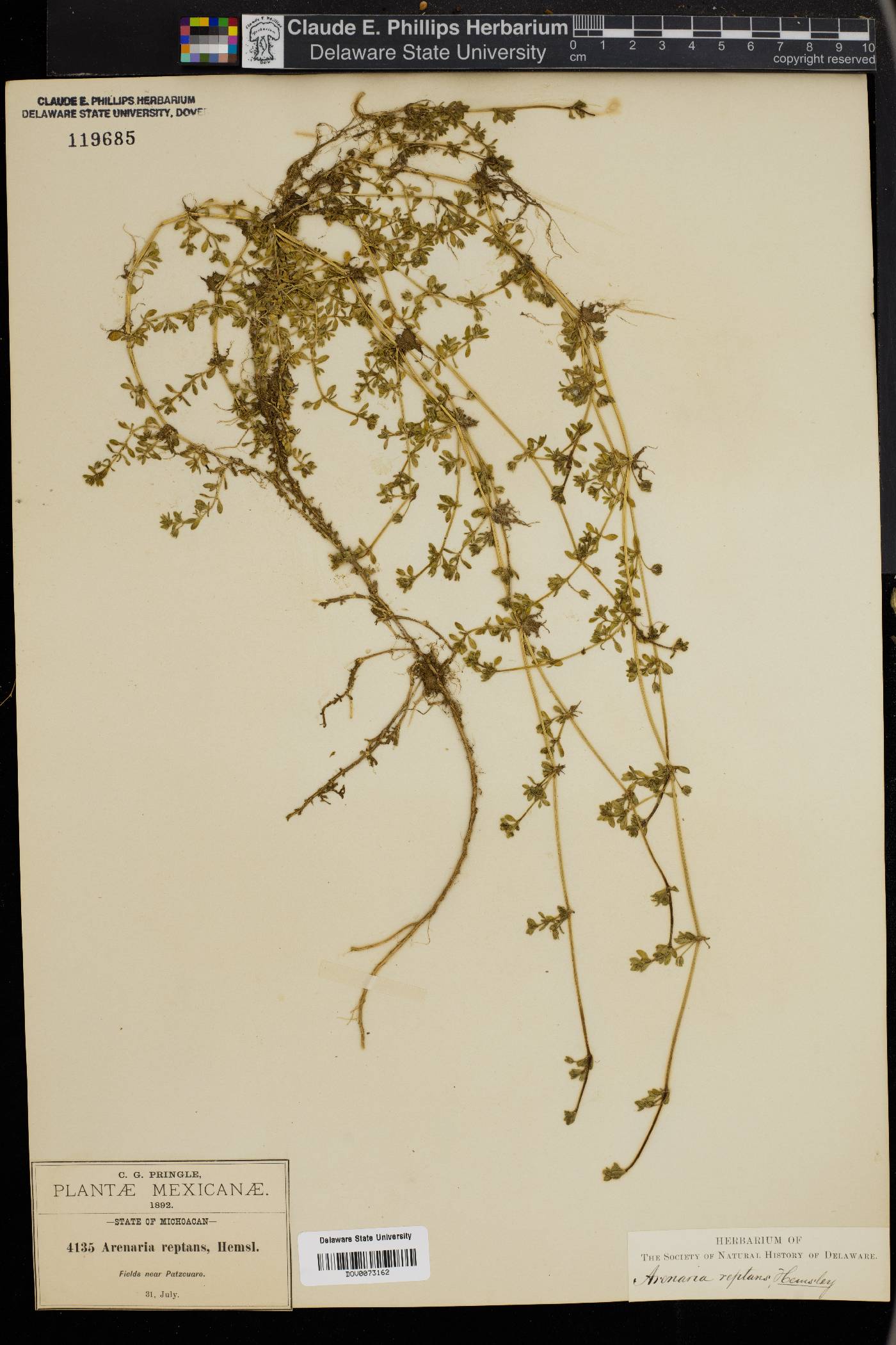 Arenaria reptans image