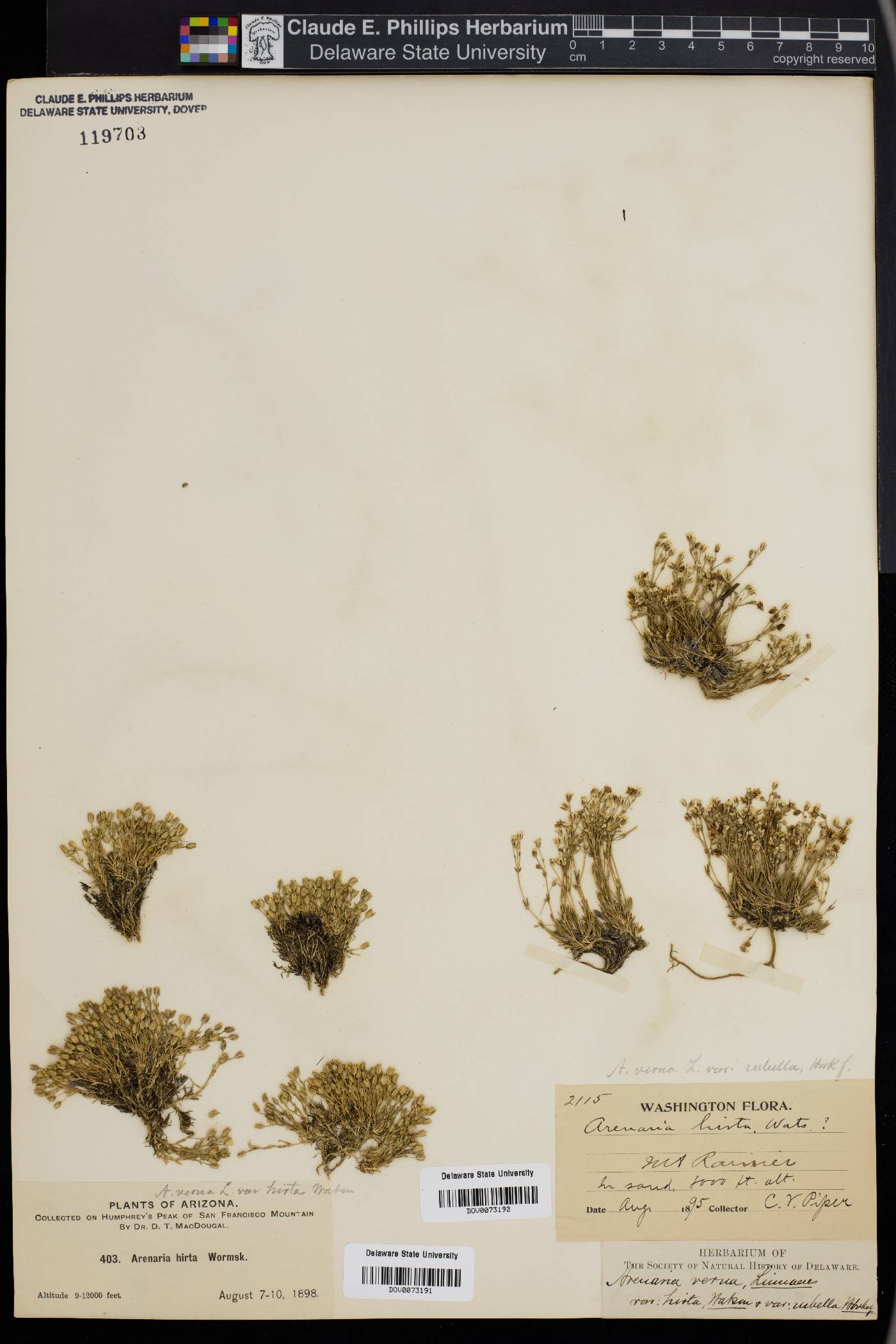 Eremogone ursina image