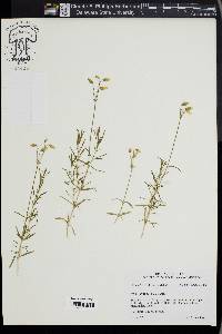 Cerastium arvense image