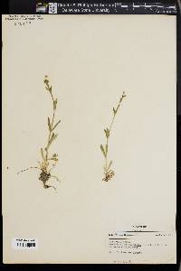 Cerastium brachypetalum image