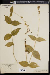 Silene ovata image