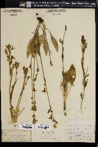 Silene pectinata image