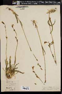 Silene pectinata image