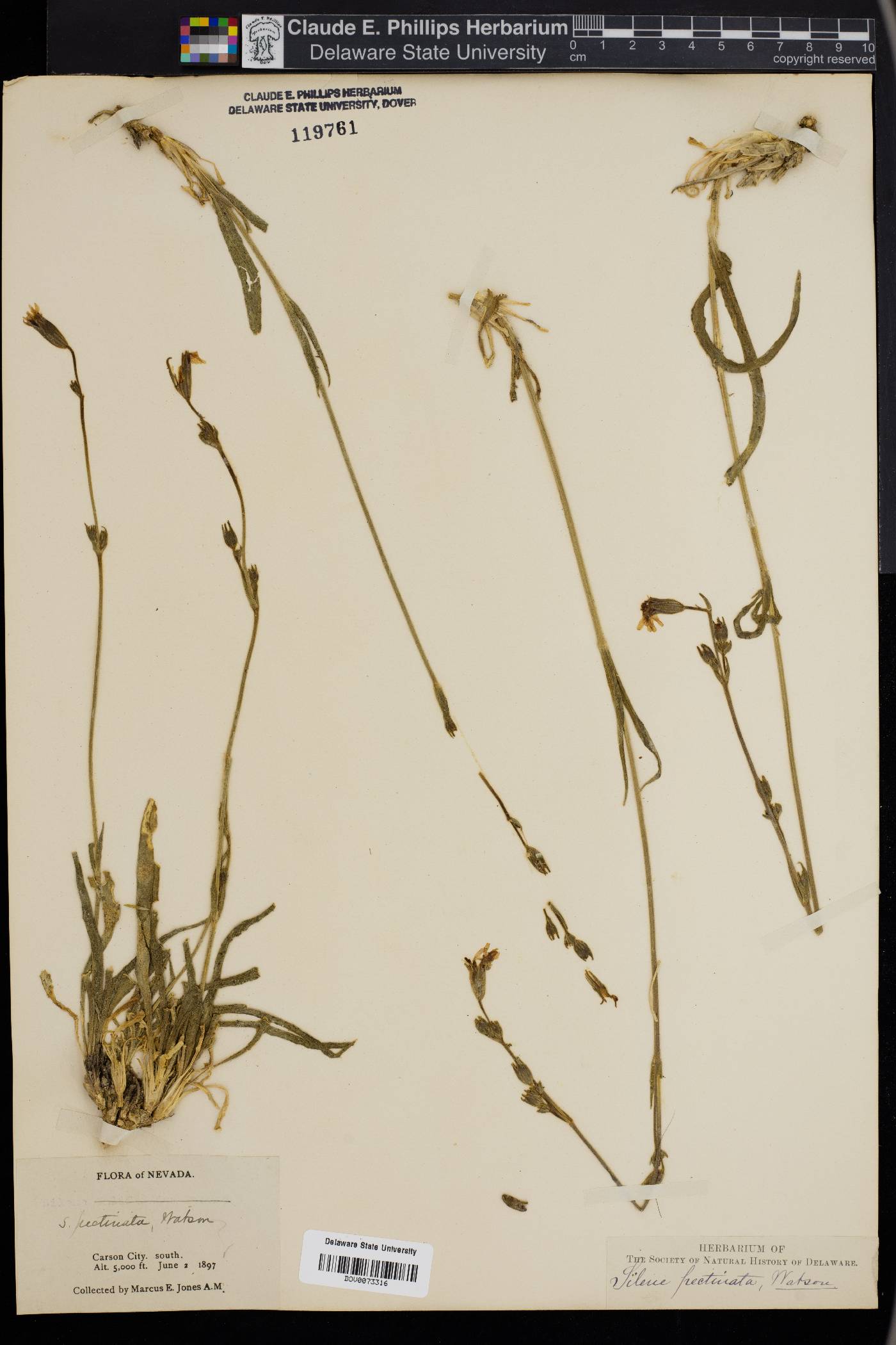 Silene pectinata image