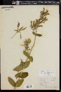 Silene regia image