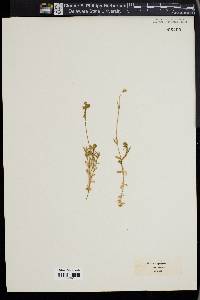 Silene rupestris image