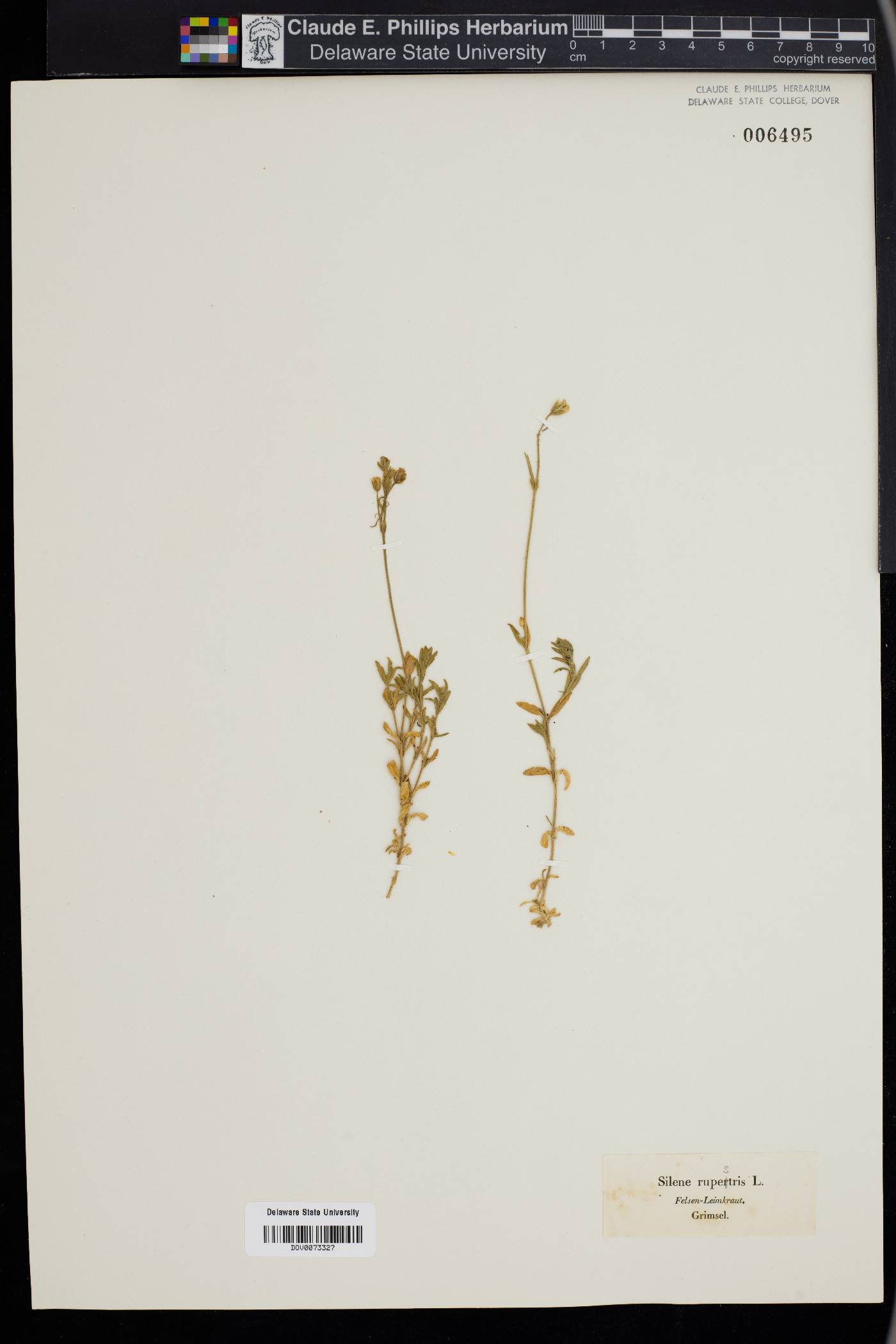 Silene rupestris image