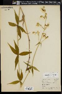 Silene stellata image