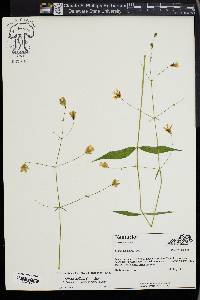 Silene stellata image