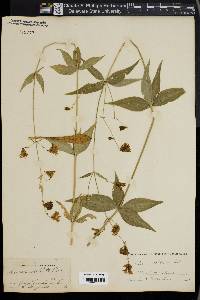 Silene stellata image