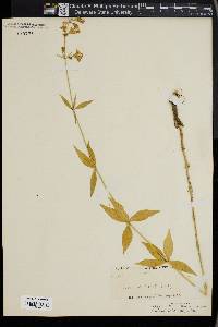 Silene stellata image