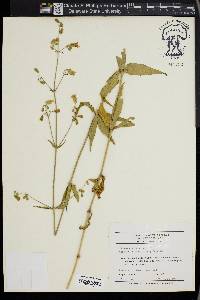 Silene stellata image