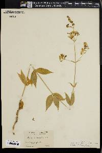 Silene stellata image