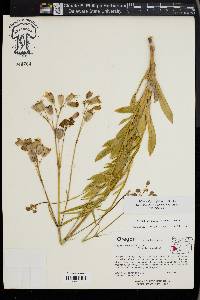 Silene vulgaris image