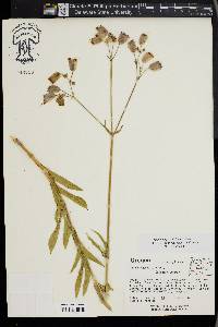 Silene vulgaris image