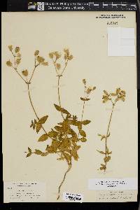 Silene vulgaris image