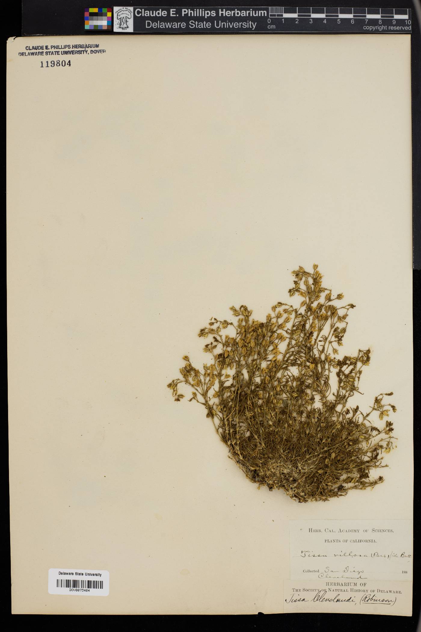 Spergularia clevelandi image