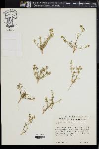 Spergularia salina image