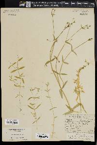 Stellaria borealis image