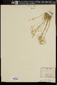 Stellaria kingii image