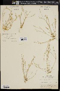 Stellaria nitens image