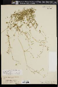 Stellaria prostrata image