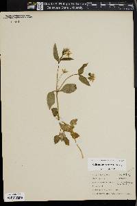 Stellaria tennesseensis image
