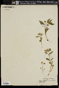 Stellaria tennesseensis image