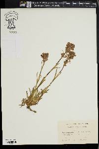 Viscaria vulgaris image