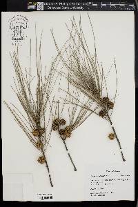 Casuarina equisetifolia image