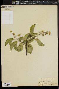 Celastrus scandens image