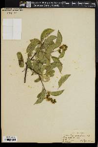 Celastrus scandens image