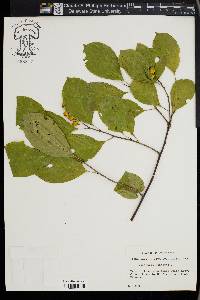 Celastrus scandens image