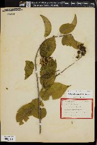 Celastrus scandens image