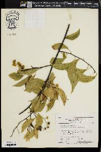 Celastrus scandens image