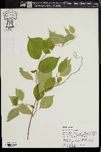 Celastrus scandens image