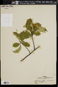 Celastrus scandens image