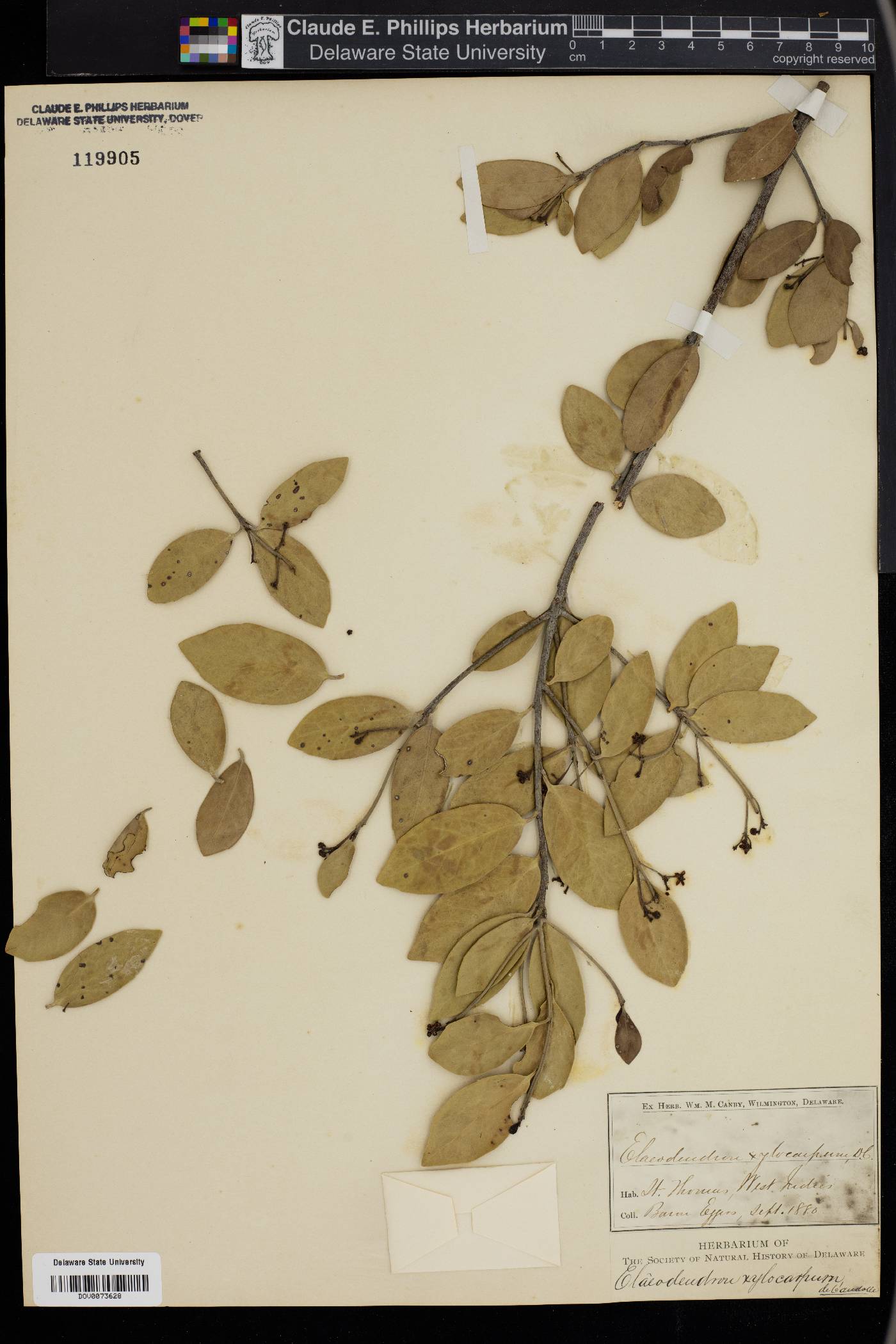 Elaeodendron xylocarpum image