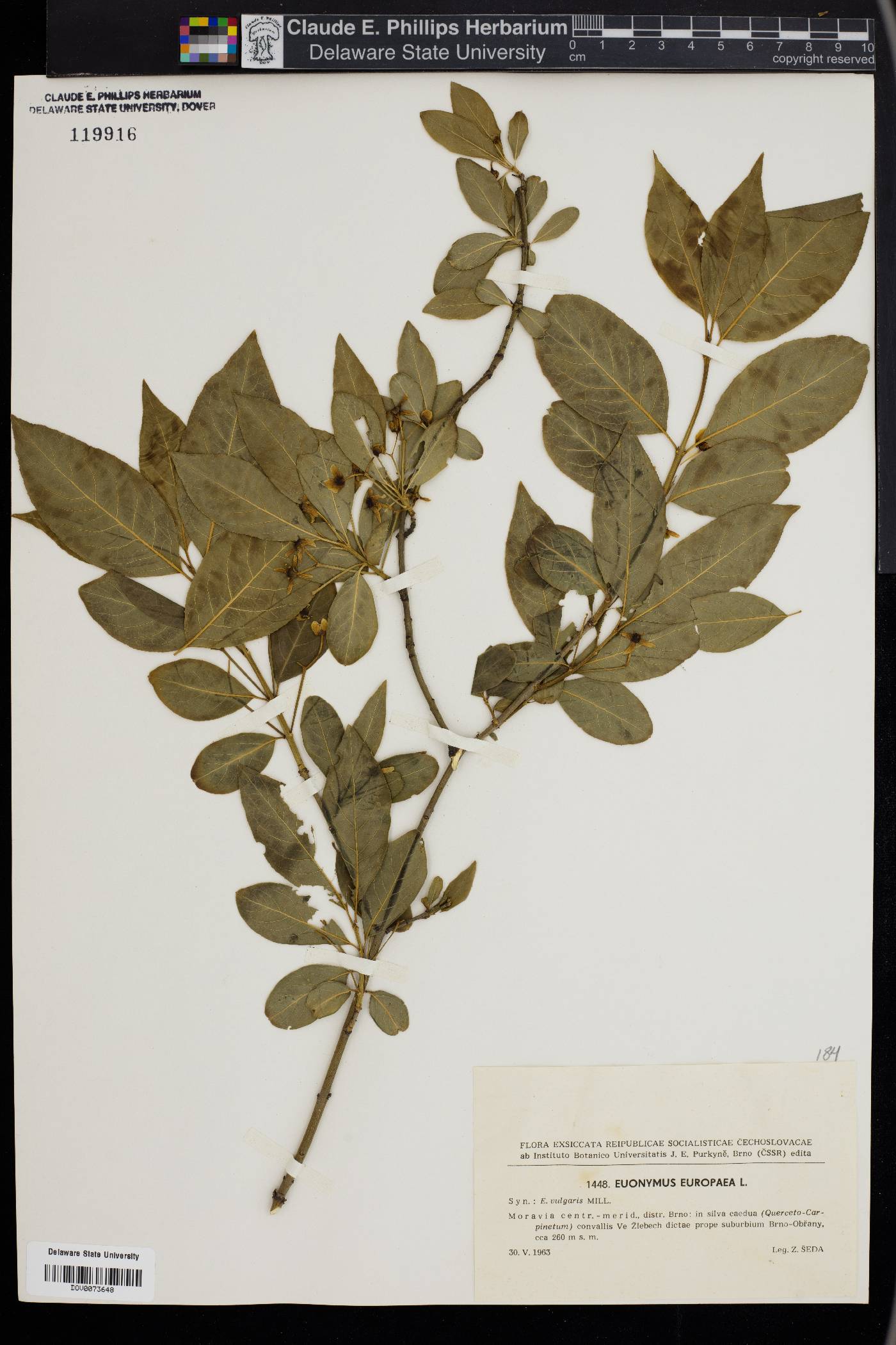Euonymus europaea image