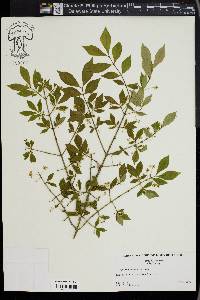 Euonymus atropurpureus image