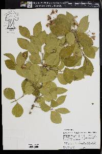 Euonymus fortunei image