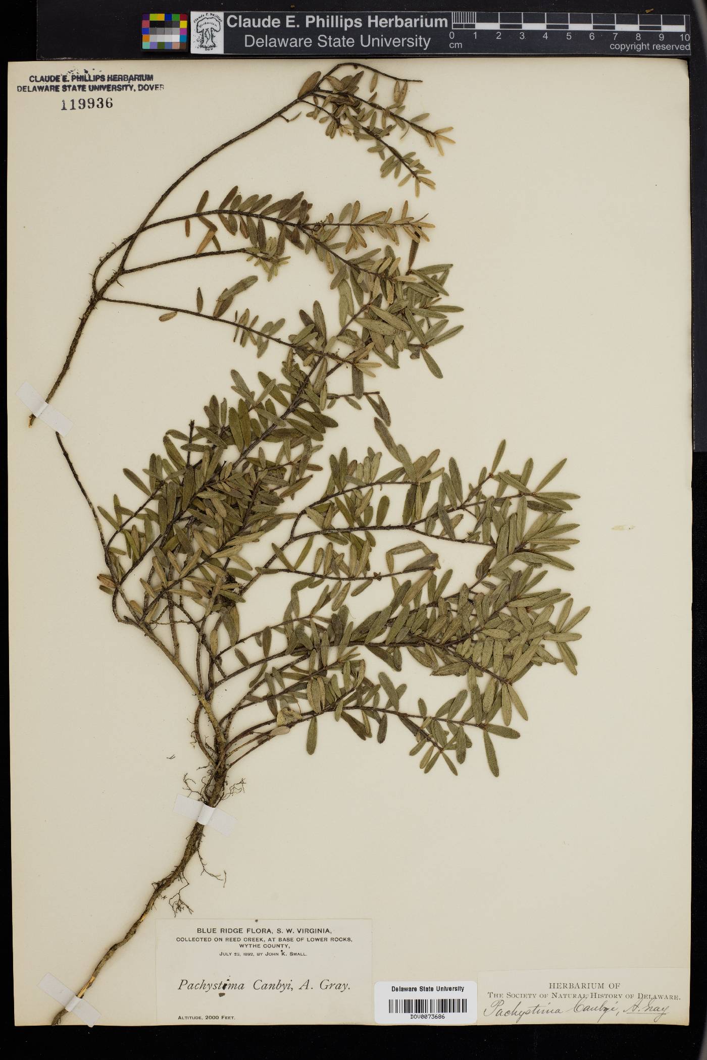 Paxistima canbyi image