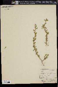 Schaefferia cuneifolia image