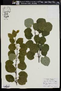 Cercidiphyllum japonicum image